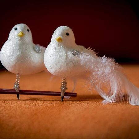 Two White Pigeons Villa Ieper Bilik gambar